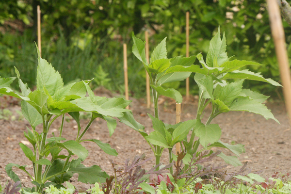 eetbare tuin