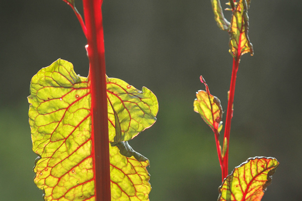 eetbare tuin