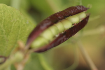 moestuin